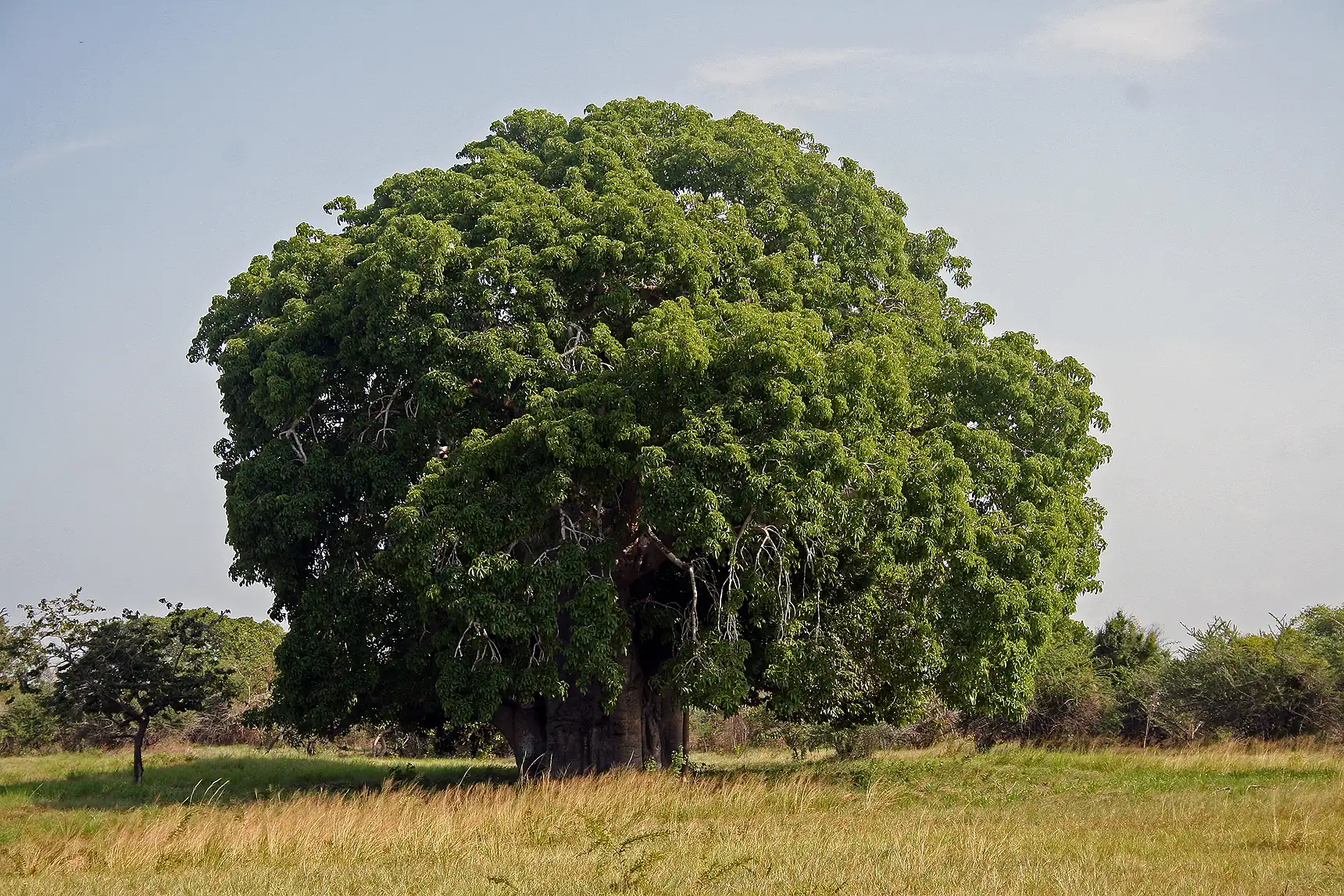 Kordofan Tabaldi baobab tree used as a symbol of legacy, endurance, and generosity